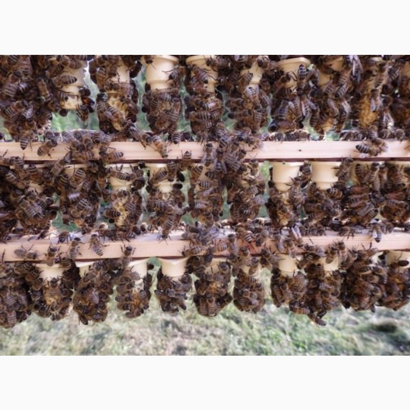 Фото 4. Бджоломатки (пчеломатки, матки ) Бакфаст 2022
