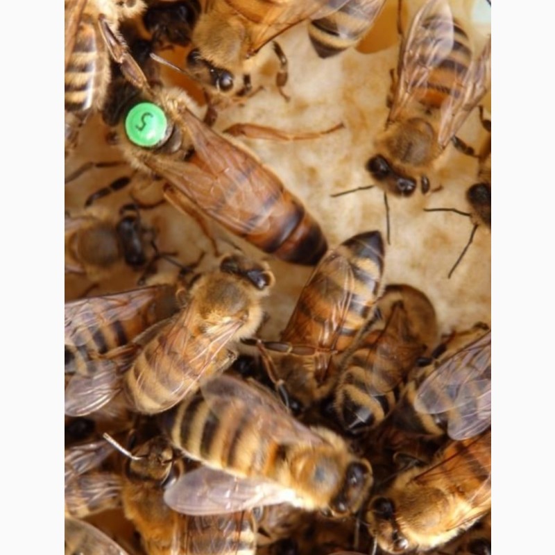 Фото 5. Бджоломатки (пчеломатки, матки ) Бакфаст 2022