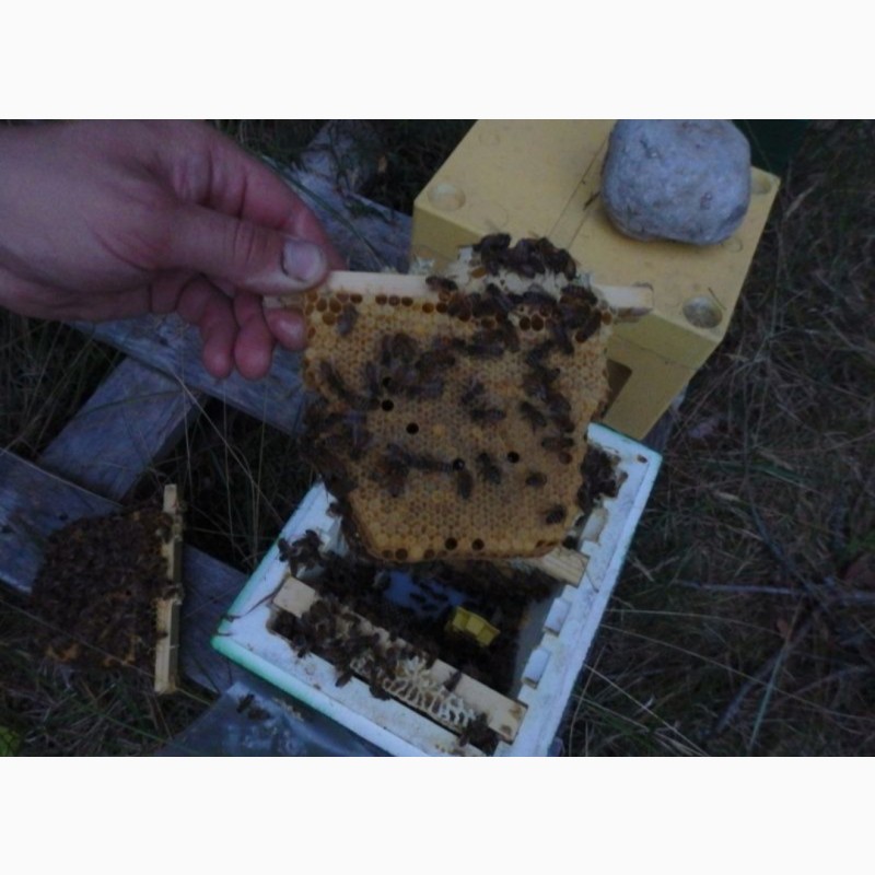 Фото 6. Бджоломатки (пчеломатки, матки ) Бакфаст 2022