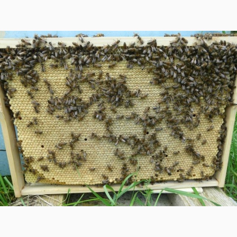 Фото 7. Бджоломатки (пчеломатки, матки ) Бакфаст 2022