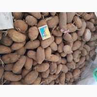 Продам картофель бюджетный, семенной