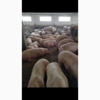 Реалізуємо свиней м’ясної породи (150+ кг)