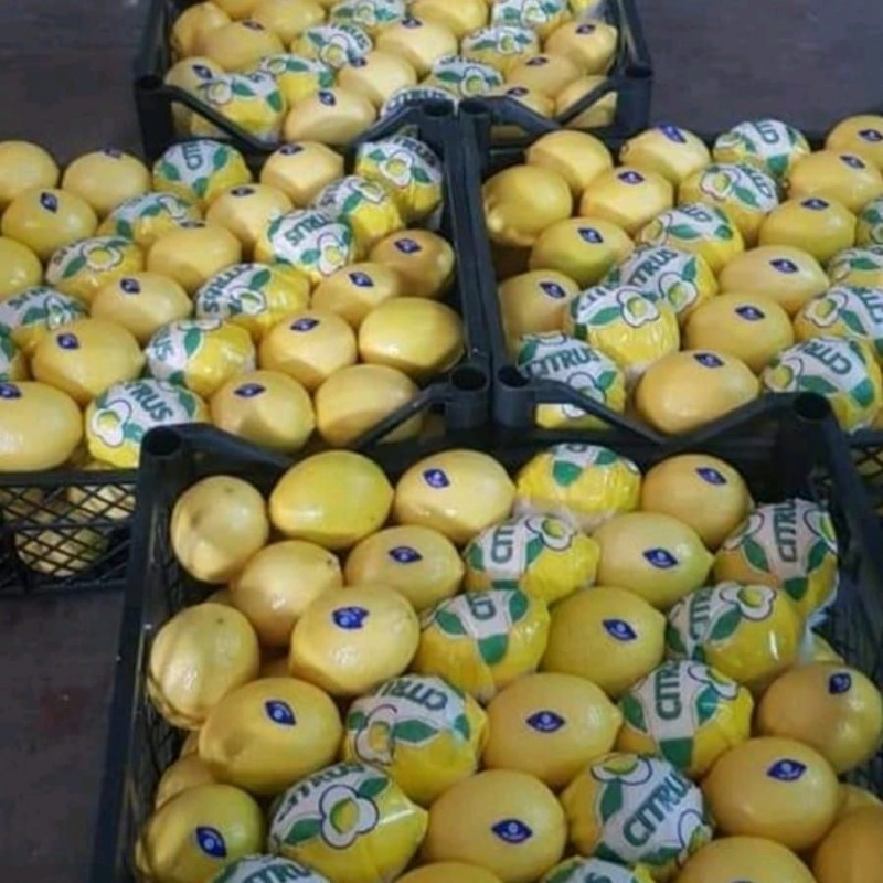 Фото 3. Прямые оптовые продажи Лимонов из Турции