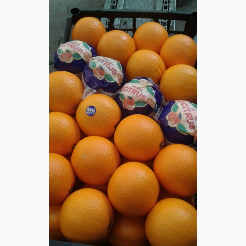 Фото 5. Прямые оптовые продажи Лимонов из Турции