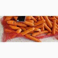 Продам морковку мытую