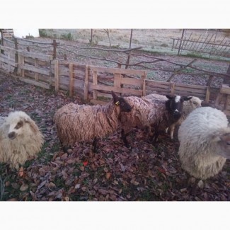 Терміново продам вівці романівської породи