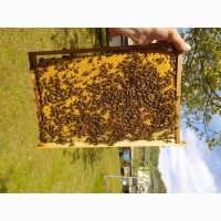 Доставлю бджолопакети у Дніпропетровську область