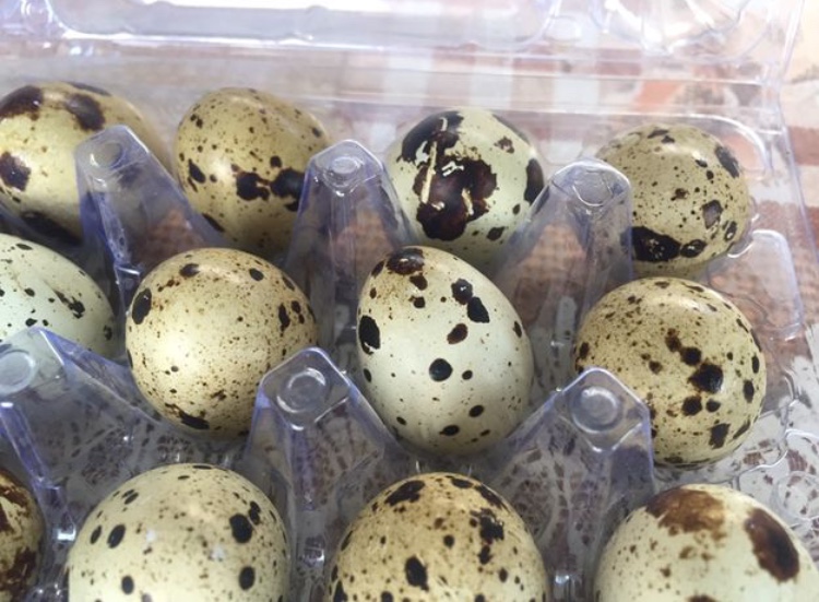 Фото 4. Продам інкубаційні яйця перепела Фараон Техас