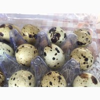 Продам інкубаційні яйця перепела Фараон Техас