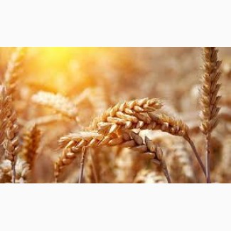 Закуповуємо пшеницю фураж
