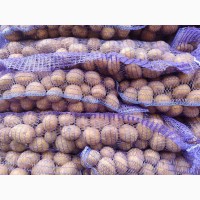 Продам насіння картоплі Аризона, Ред Леди, Беллароса другої репродукції