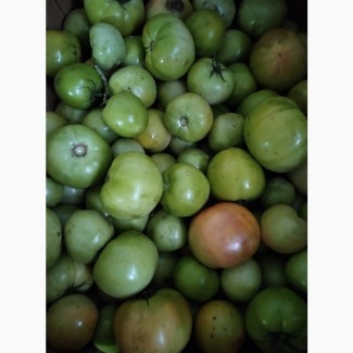 Продам зелений томат для концервування у м.Дніпро