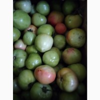 Продам зелений томат для концервування у м.Дніпро
