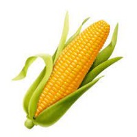 Купуємо кукурудзу на умовах DAP Констанца
