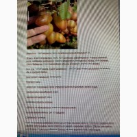Продам саджанці вінограду однорічні (вегетуючи)