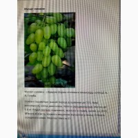 Продам саджанці вінограду однорічні (вегетуючи)