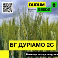 Насіння пшениці - БГ Дуріамо 2С (BG Duriamo 2S) тверда дворучка (Biogranum D.O.O.)