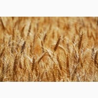 Насіння м#039;якої озимої пшениці Selgen Юлія