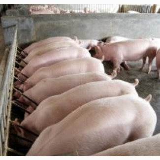 Харківський м#039;ясокомбінат приймає на закупівлю свиней ВРХ та баранів