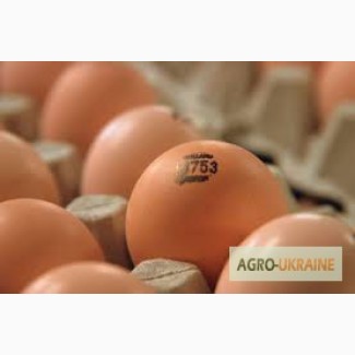 Продам яйцо инкубационное Редбро, Мастер Грей, Франция
