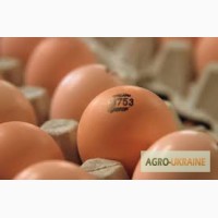 Продам яйцо инкубационное Редбро, Мастер Грей, Франция