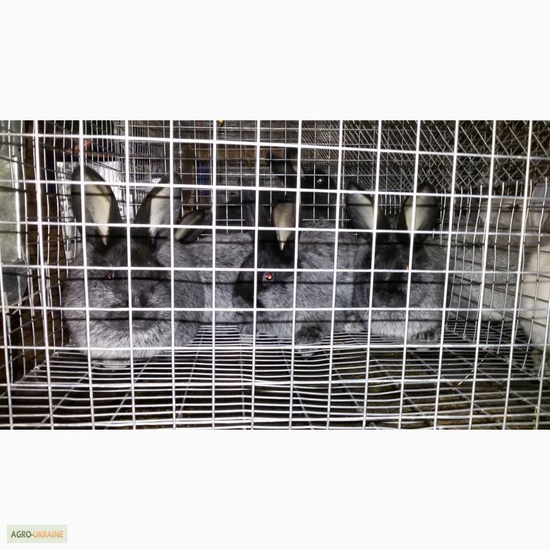 Фото 2. Продам кролів полтавське срібло