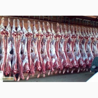 Мясо говядина бычек телка с доставкой на магазин
