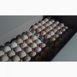 Яйцо инкубационное-бройлер Росс-708.Польша
