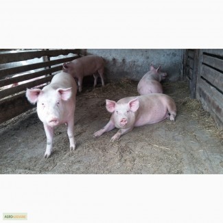 Продам свині домашні