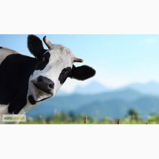 Гранула для дойных коров - Енергетическо Протеиновая добавка