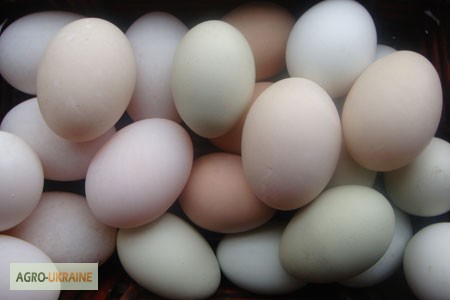 Фото 5. Добовий молодняк добовий, яйце Ломанн Браун та Ломанн Вайт
