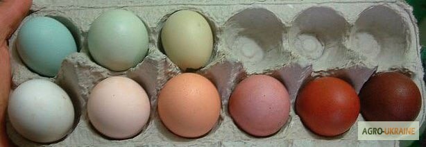 Фото 6. Добовий молодняк добовий, яйце Ломанн Браун та Ломанн Вайт