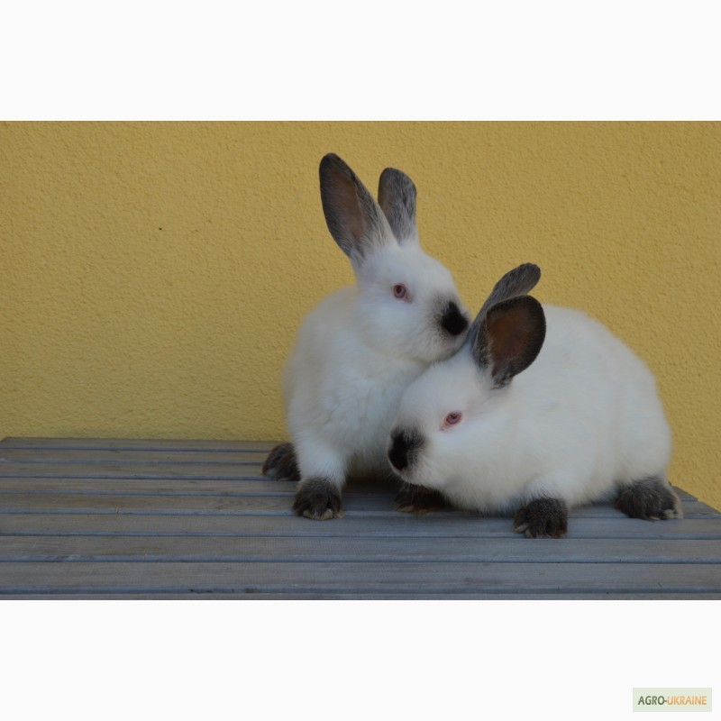 Фото 12. Продаю кроликів племінного розведення