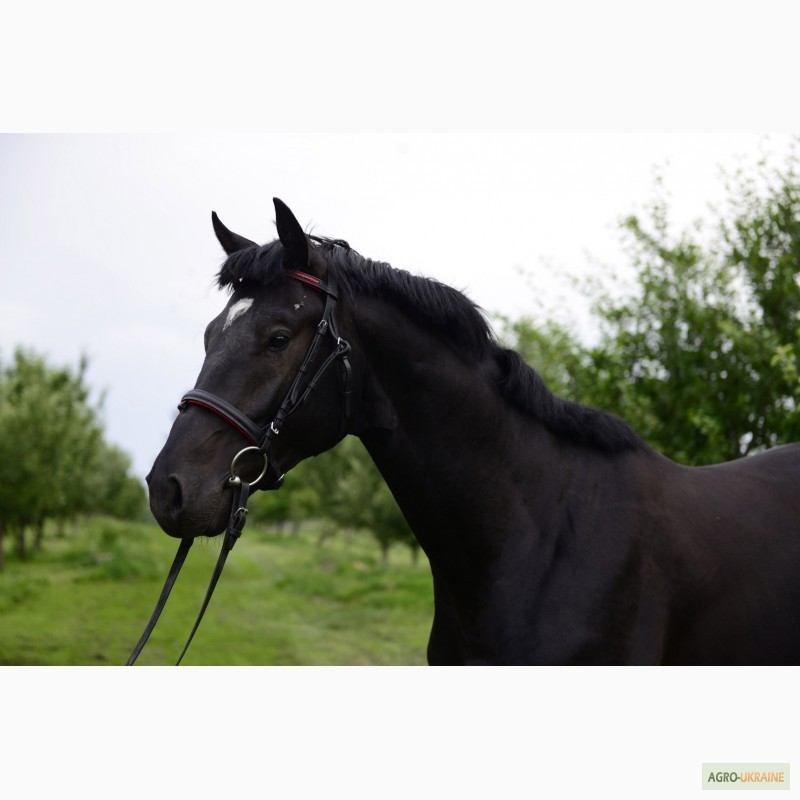 Фото 4. Продам лошадь Торс Диамант - 2014