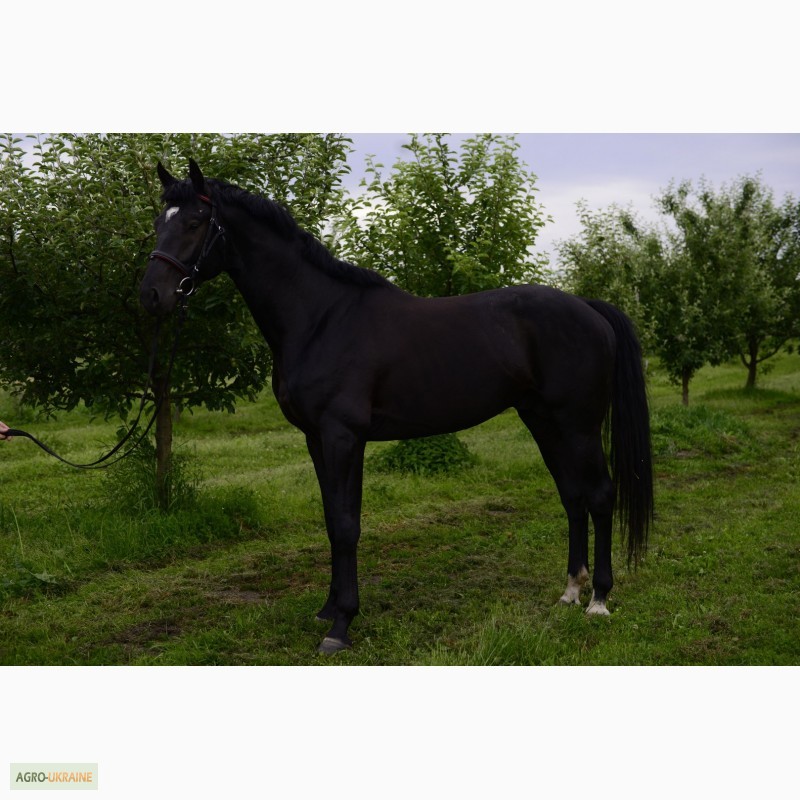 Фото 5. Продам лошадь Торс Диамант - 2014
