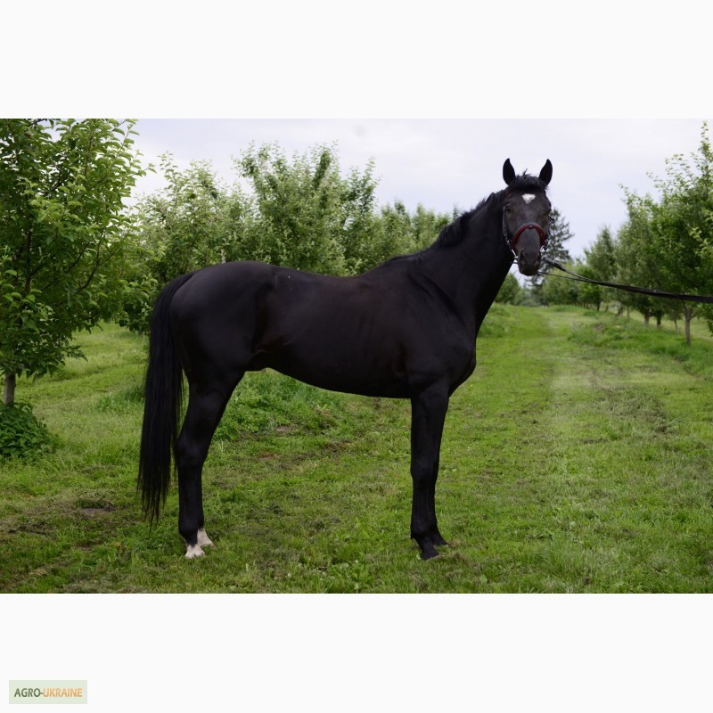 Фото 6. Продам лошадь Торс Диамант - 2014