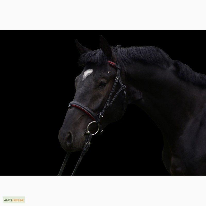 Фото 3. Продам лошадь Торс Диамант - 2014