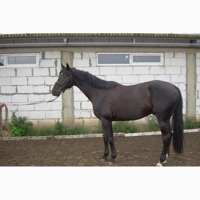Продам лошадь Торс Диамант - 2014