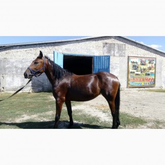 Продам молодых лошадей двухлеток цена за кобылу 20 000 тысяч гривен, а жеребец 15 000