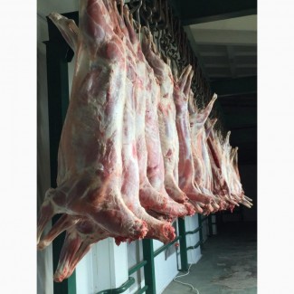 Продам мясо БАРАНИНА (ягнятина) Халяль