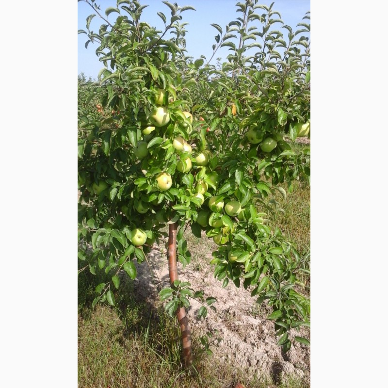 Фото 2. Саженцы плодовых деревьев районированы Черниговская обл
