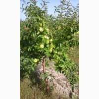 Саженцы плодовых деревьев районированы Черниговская обл