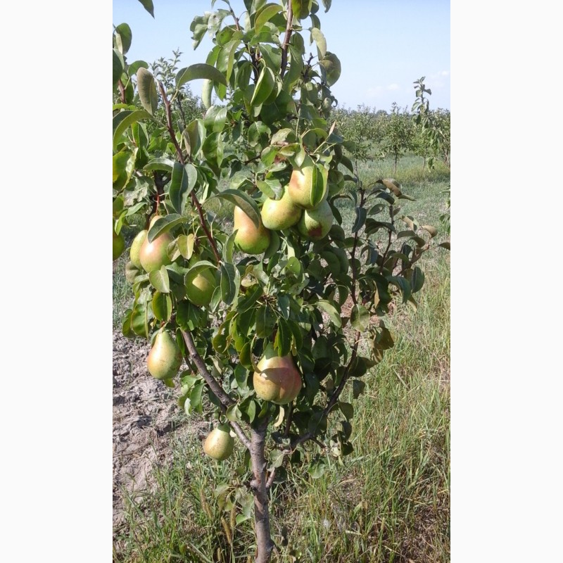Фото 3. Саженцы плодовых деревьев районированы Черниговская обл