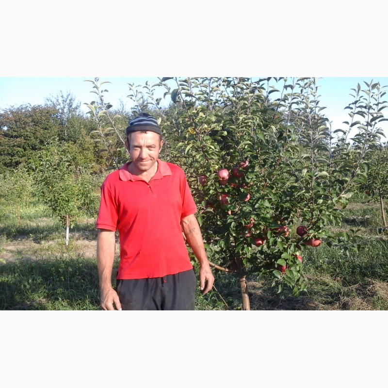 Фото 7. Саженцы плодовых деревьев районированы Черниговская обл