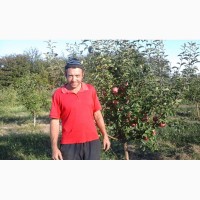 Саженцы плодовых деревьев районированы Черниговская обл