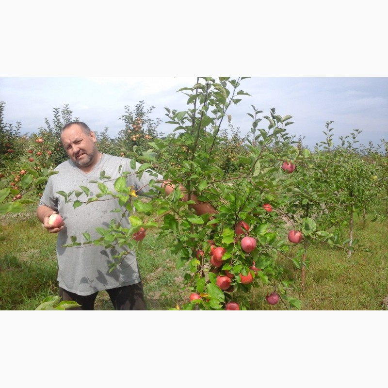 Фото 8. Саженцы плодовых деревьев районированы Черниговская обл