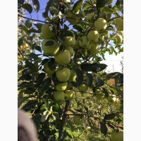 Продам Яблука голден флоріна джонаголд