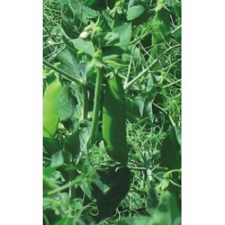 Продам насіння гороху Готівський, 1 репродукція