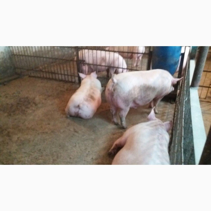 Фото 2. Куплю свиней живым весом по хорошим ценам львоская обл