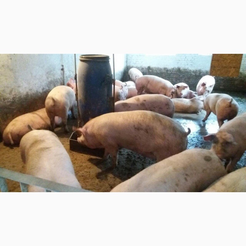 Фото 3. Куплю свиней живым весом по хорошим ценам львоская обл